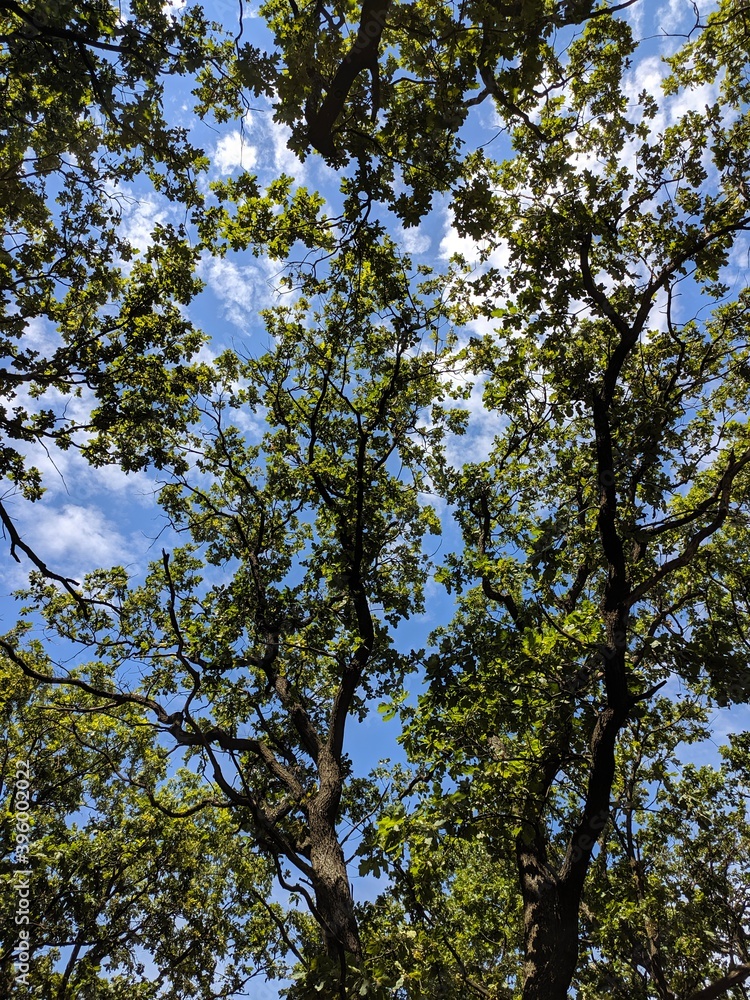 Obraz premium trees in the sky