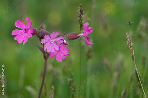 Red campion - Silene dioica