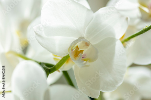 Backlit bright white cattleya orchid with out of focus blurred other bloom of the plant