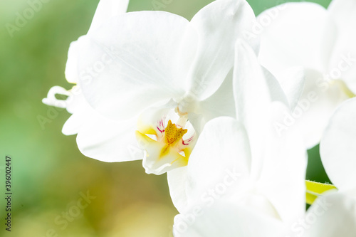 White high key cattleya orchid with out of focus blurred green natural background