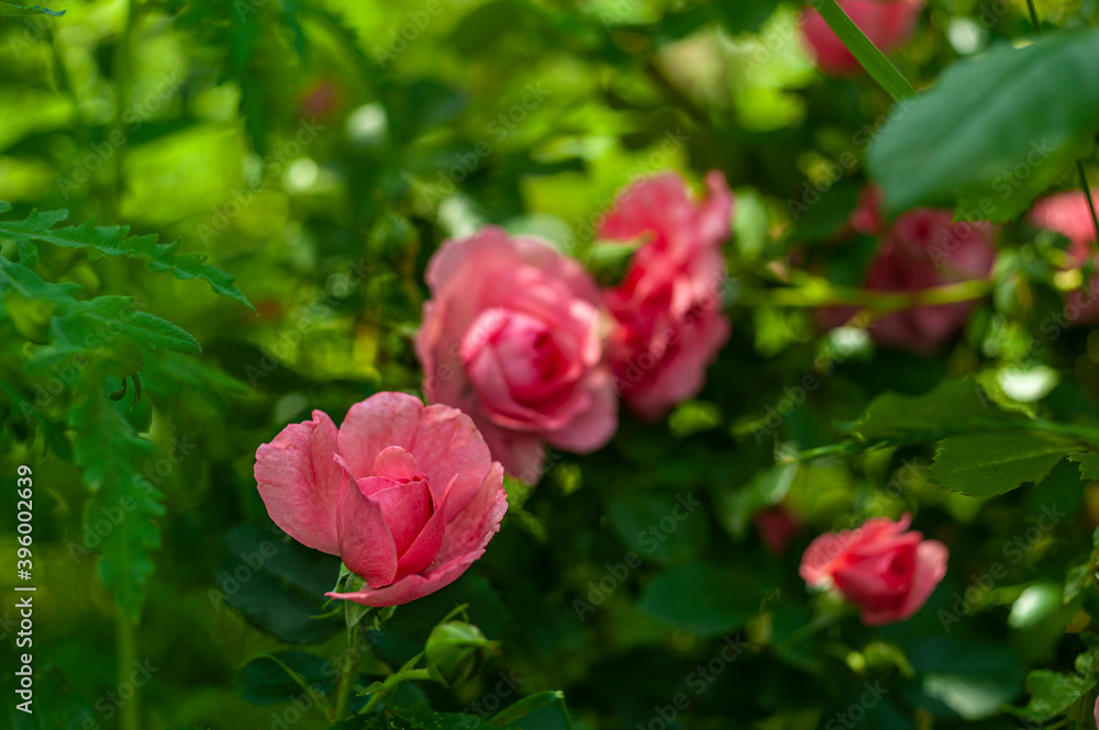 beautiful pink roses in a green garden illuminated by sunbeams