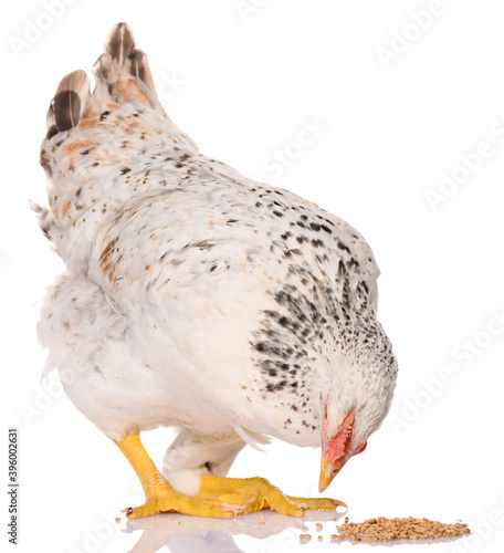 one white chicken pecking grains, isolated on white background, studio shoot