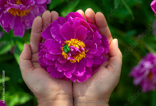 beautifu pink flower on the gentle palms of a cute girl macro top view