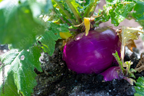 A large round organic purple coloured turnip or rutabaga root vegetable growing in a raised bed garden. The soil on the ground is dark, rich composited earth with shell bits mixed in among the dirt.  photo