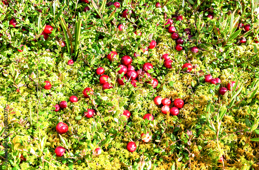 Wild cranberries growing in the moss Wild cranberries growing in the moss