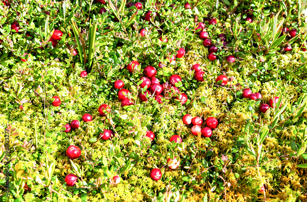 Wild cranberries growing in the moss