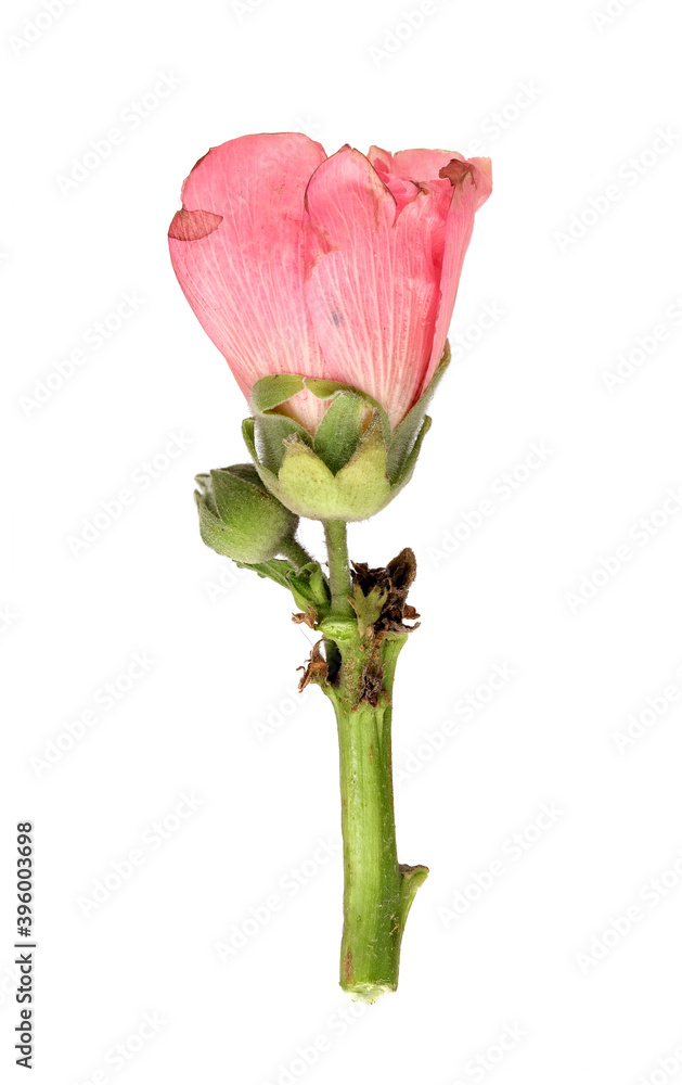 Fototapeta premium Pink flower isolated on a white background