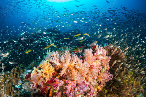 Beautiful, colorful tropical coral reef