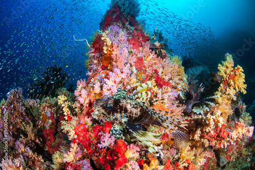 Fototapeta Naklejka Na Ścianę i Meble -  Lionfish and beautiful soft corals on a tropical coral reef (Koh Bon)
