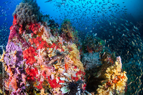 Lionfish and beautiful soft corals on a tropical coral reef (Koh Bon)
