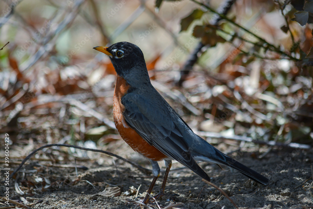 American Robin American Robin