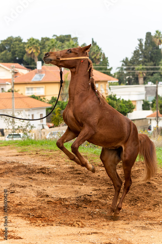 horse © Konstantin