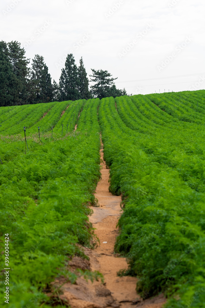 Obraz premium grass and blue sky
