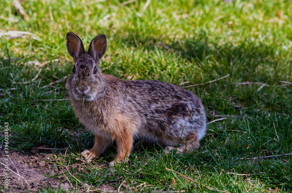 Fototapeta premium rabbit