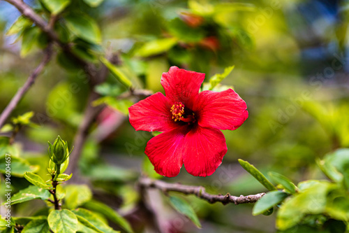 red hibiscus flower