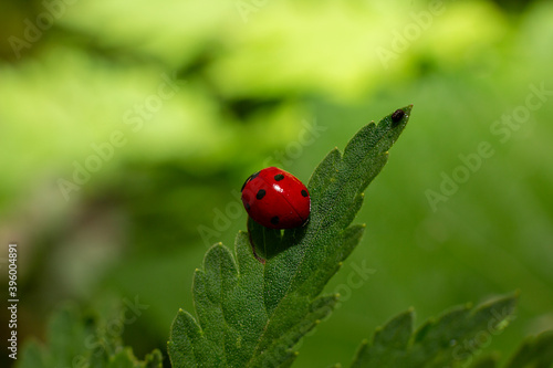 ladybug close up
