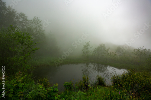 trees and fog around the small lake