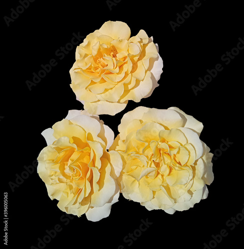 Three isolated white-yellow rose flowers on a black background.