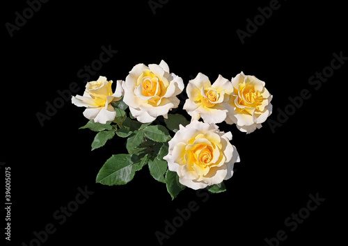 Five isolated white and yellow rose flowers with green leaves on a black background.