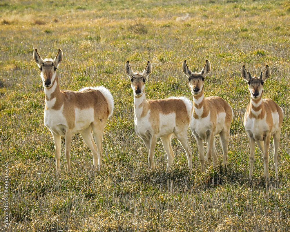 Pronghorn in a Row Pronghorn in a Row