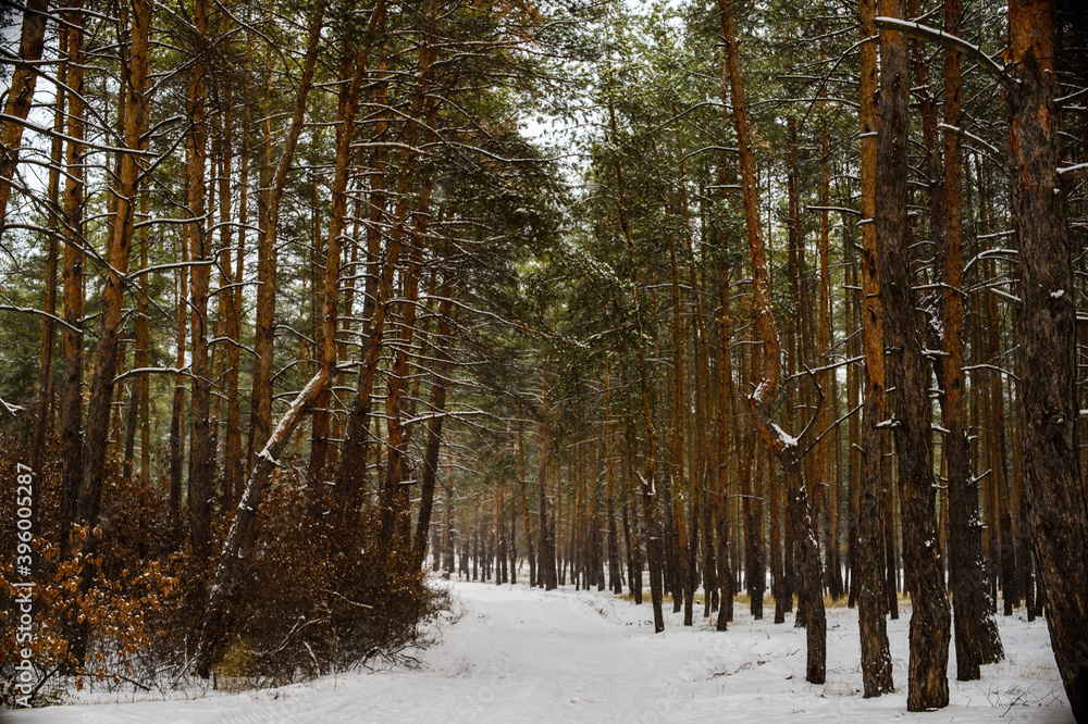 Fototapeta premium Winter snow in November forest