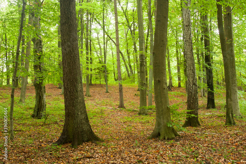 Silent beech grove in Poland