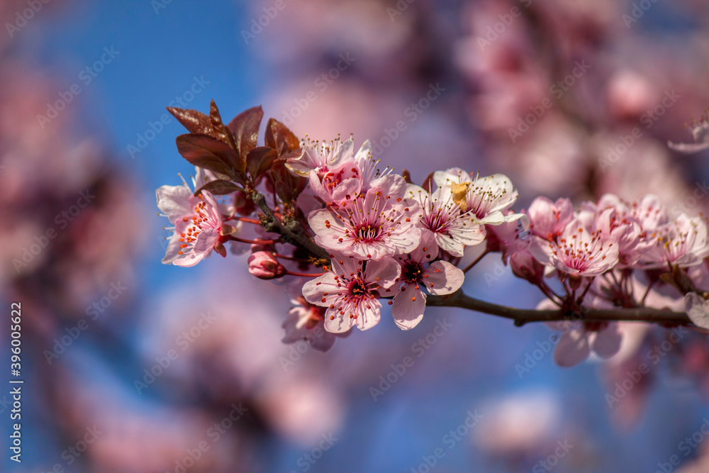 spring flowers lit by the sun looks dreamy spring flowers lit by the sun looks dreamy