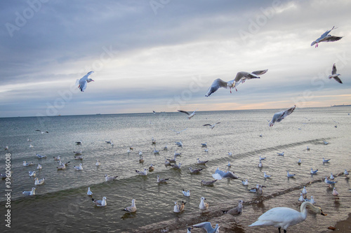  a large cluster of seagulls and swans standing, swimming and flying on the beach in the morning sun