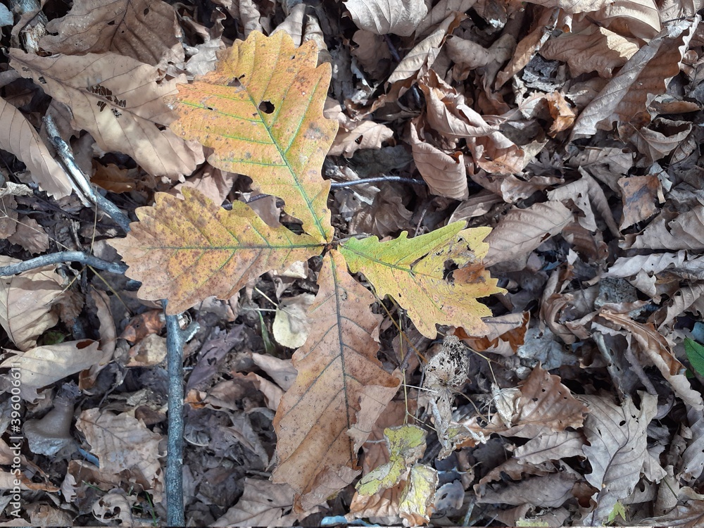 Annual oak sprout in autumn color. Annual oak sprout in autumn color.