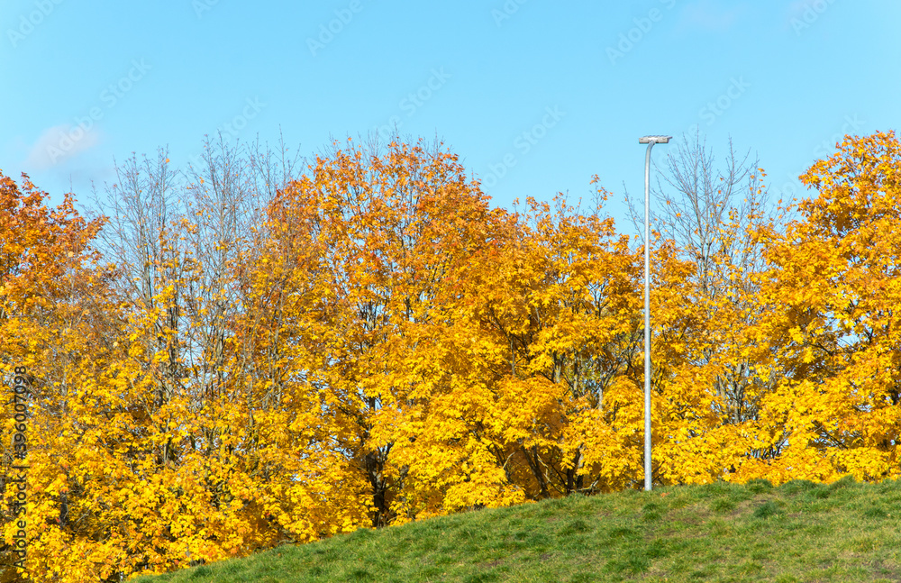 Bright yellow-gold trees and bushes in a city park on a sunny autumn day.