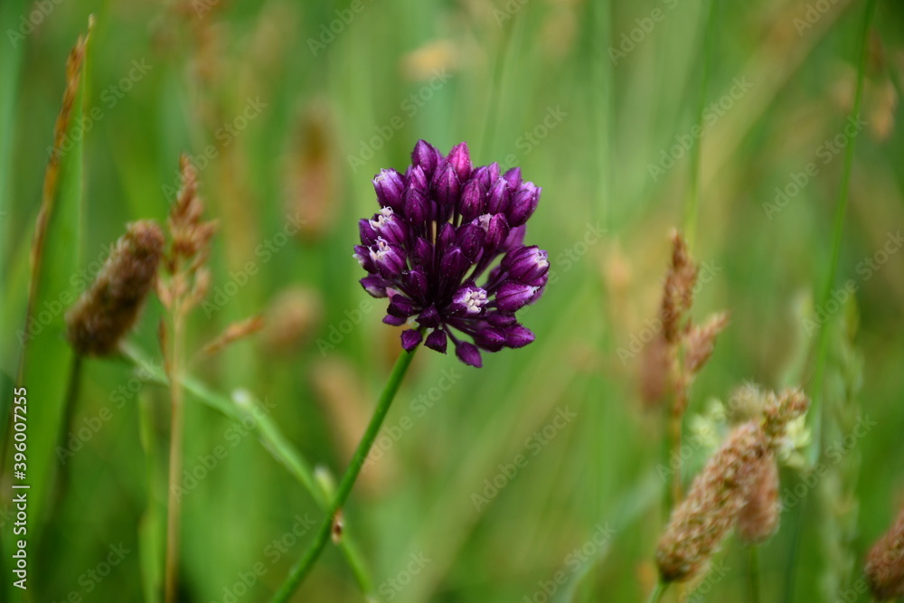 A purple-violet flower of wild garlic (Allium ursinum). A purple-violet flower of wild garlic (Allium ursinum).