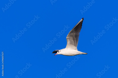 Black-headed Gull (Larus ridibundus) flying on the Blue Sky