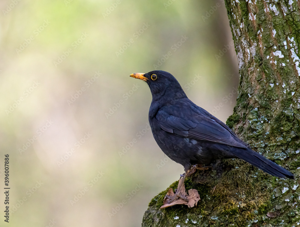 Beautiful Blackbird Sitting on the Branch, Turdus Merula 
