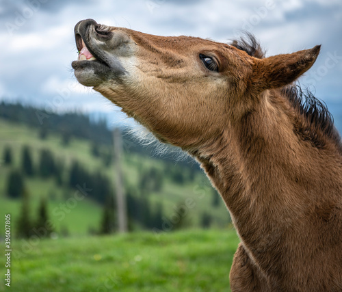 Young foal calling his mother foal portrait standing in summer field photo