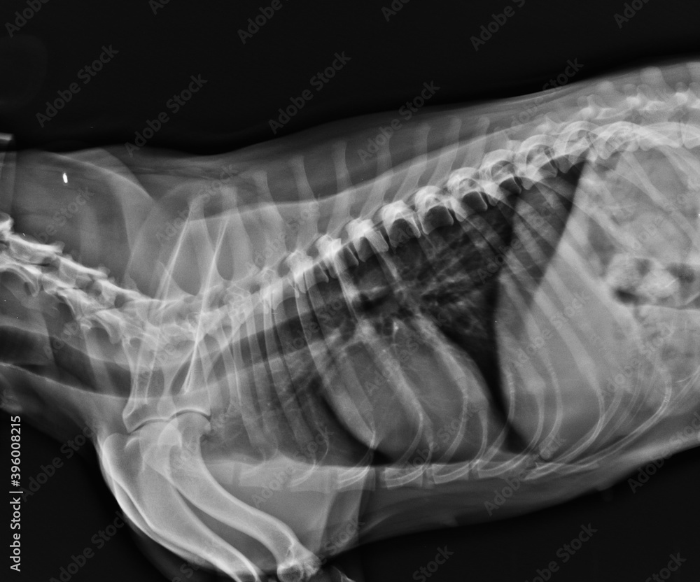 Dog thorax x ray showing heart and lungs lateral exposure Stock Photo