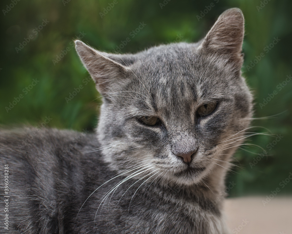 homeless gray cat outdoors in summer. cat smoky colour on green blurred background. animal adoption concept.