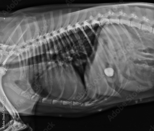 Dog x ray showing foreign body in stomach canine abdominal x-ray lateral exposure