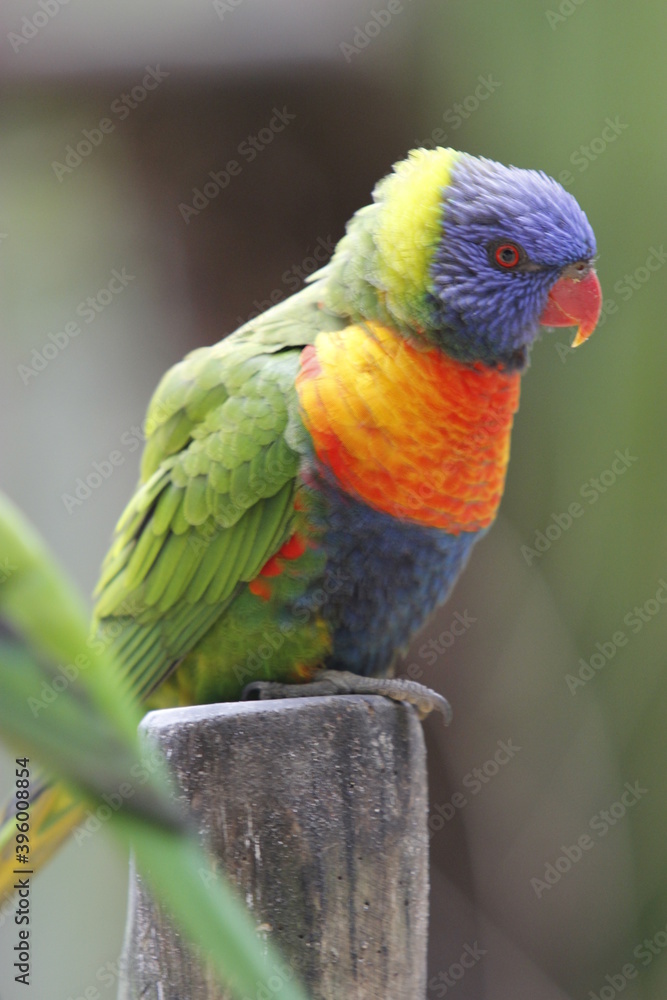 rainbow lorikeet parrot