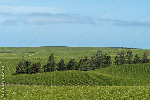 vineyard in region country