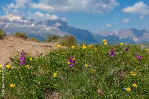 Close up of flowery meadow with a blurred Dolomite panorama in the background, Dolomites, Italy