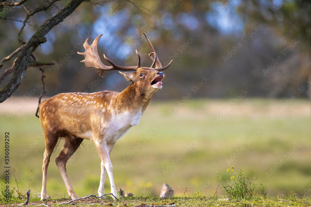 Deer stags 2025 92 collection