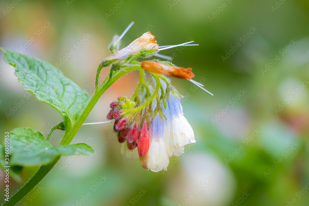 Obraz premium Closeup of blooming Symphytum hidcotense white flowers