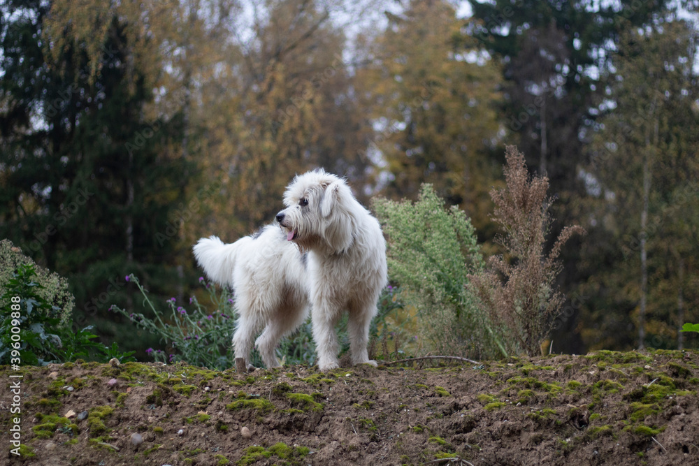 White shaggy dog for a walk. Hunting dog in the forest. Fluffy terrier.
