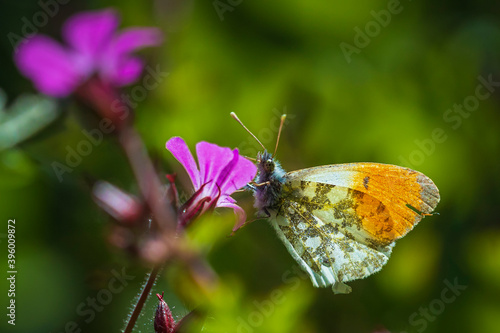 Anthocharis cardamines Orange tip male butterfly feeding on pink flower