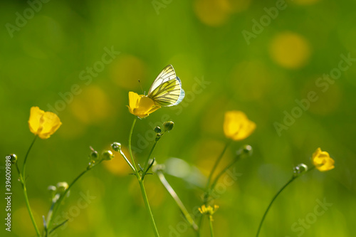 Green-veined white butterfly Pieris napi resting in a meadow