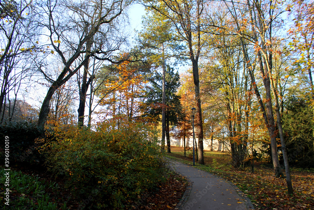 Paysage d'automne avec des arbres jaunes, feuillage coloré, le soleil rayonnant à travers les arbres et le ciel bleu