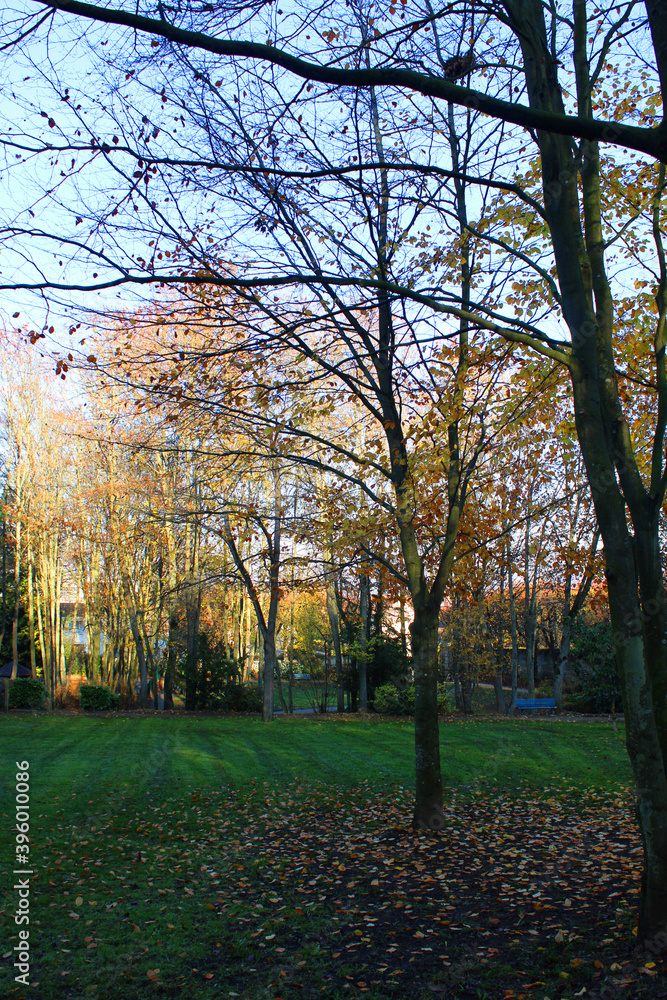 Paysage d'automne avec des arbres jaunes, feuillage coloré, le soleil rayonnant à travers les arbres et le ciel bleu