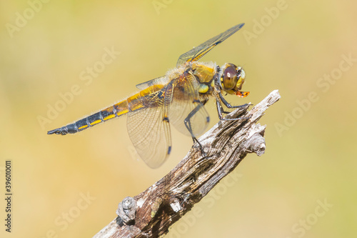 Close-up of a four-spotted chaser Libellula quadrimaculata dragonfly photo