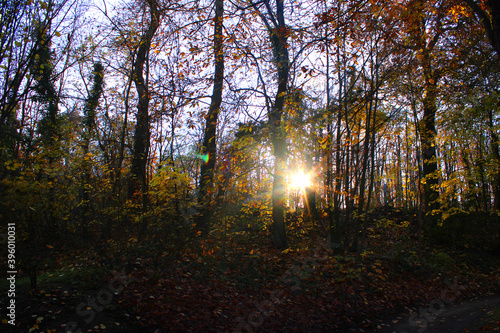 Paysage d'automne avec des arbres jaunes, feuillage coloré, le soleil rayonnant à travers les arbres et le ciel bleu