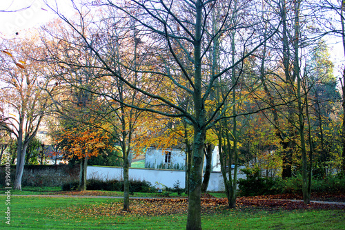 Paysage d'automne avec des arbres jaunes, feuillage coloré, le soleil rayonnant à travers les arbres et le ciel bleu